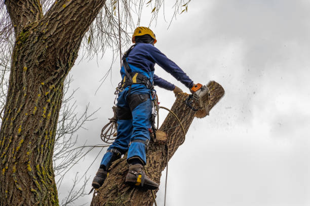 Best Professional Tree Care  in Reston, VA